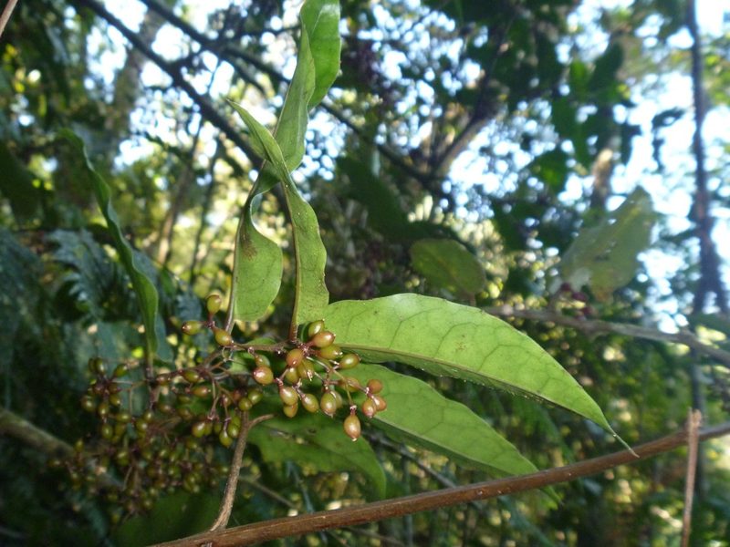 Amborella trichopoda, photographed by naturewatchwidow
