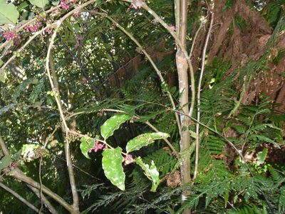 Amborella trichopoda, photographed by naturewatchwidow