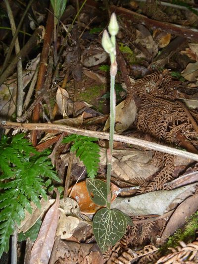 Anoectochilus subregularis, photographed by naturewatchwidow