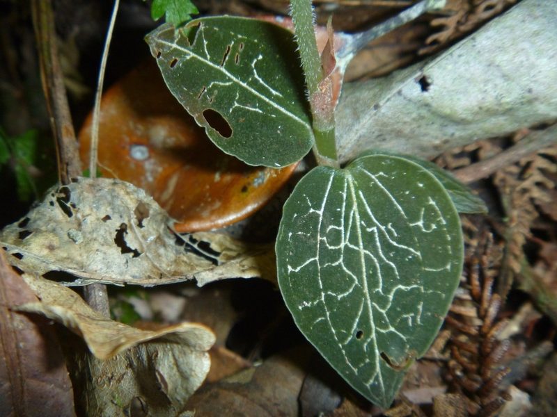 Anoectochilus subregularis, photographed by naturewatchwidow