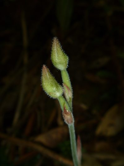 Anoectochilus subregularis, photographed by naturewatchwidow