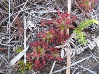 Drosera neocaledonica, photographed by naturewatchwidow