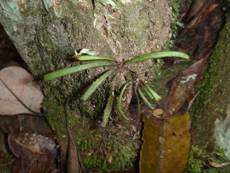 Oreogrammitis neocaledonica, photographed by naturewatchwidow