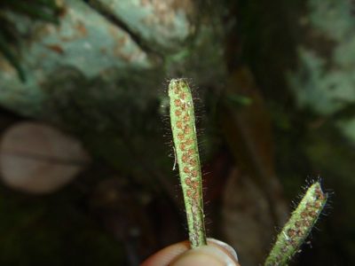 Oreogrammitis neocaledonica, photographed by naturewatchwidow