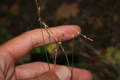 Carex brunnescens, photographed by Quinten Wiegersma