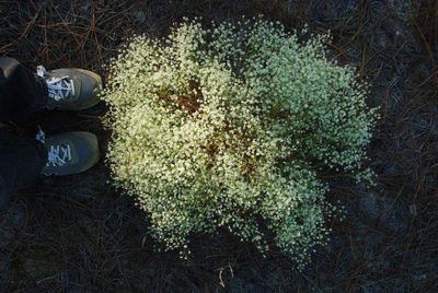 Polygonella polygama, photographed by Douglas Goldman