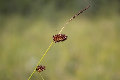 Carex saxatilis, photographed by Quinten Wiegersma