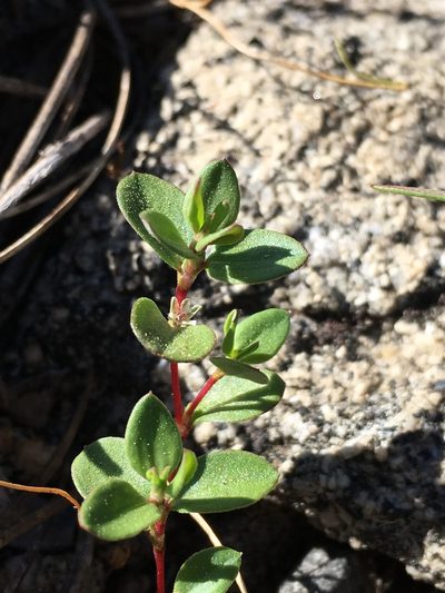 Polygonum minimum, photographed by Matt Berger