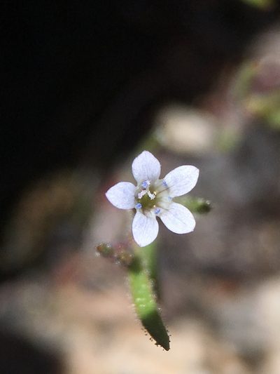 Navarretia capillaris, photographed by Matt Berger