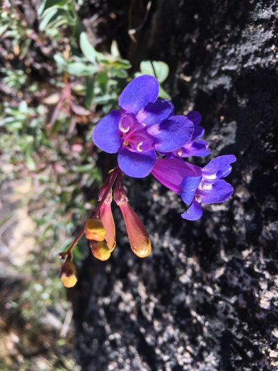 Penstemon azureus, photographed by Matt Berger