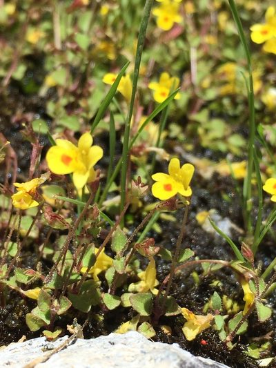 Erythranthe howaldiae, photographed by Matt Berger