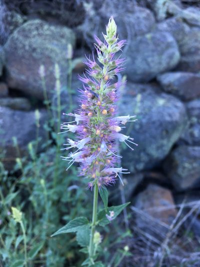 Agastache parvifolia, photographed by Matt Berger
