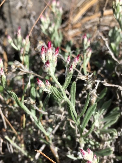 Antennaria geyeri, photographed by Matt Berger