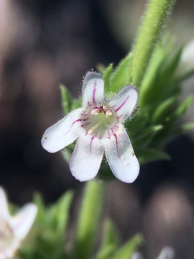 Penstemon sudans, photographed by Matt Berger