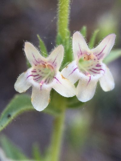 Penstemon sudans, photographed by Matt Berger
