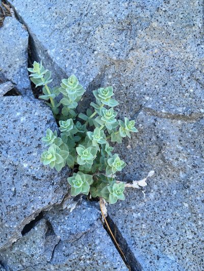 Galium grayanum, photographed by Matt Berger