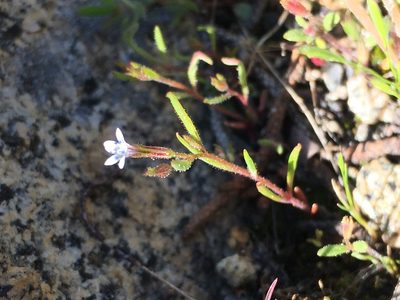 Navarretia capillaris, photographed by Matt Berger
