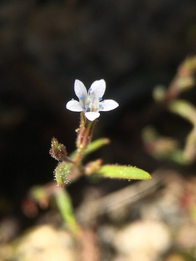Navarretia capillaris, photographed by Matt Berger