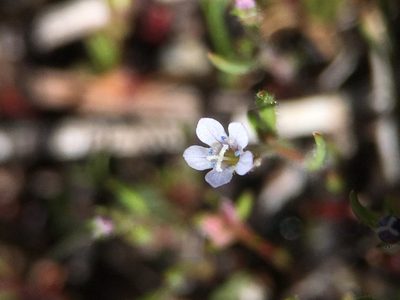 Navarretia capillaris, photographed by Matt Berger
