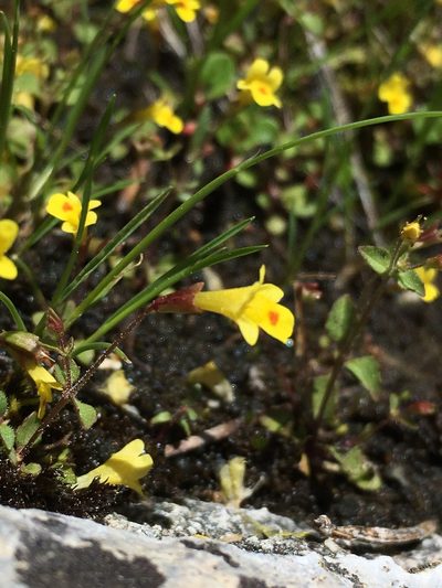 Erythranthe howaldiae, photographed by Matt Berger