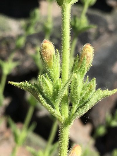 Penstemon sudans, photographed by Matt Berger