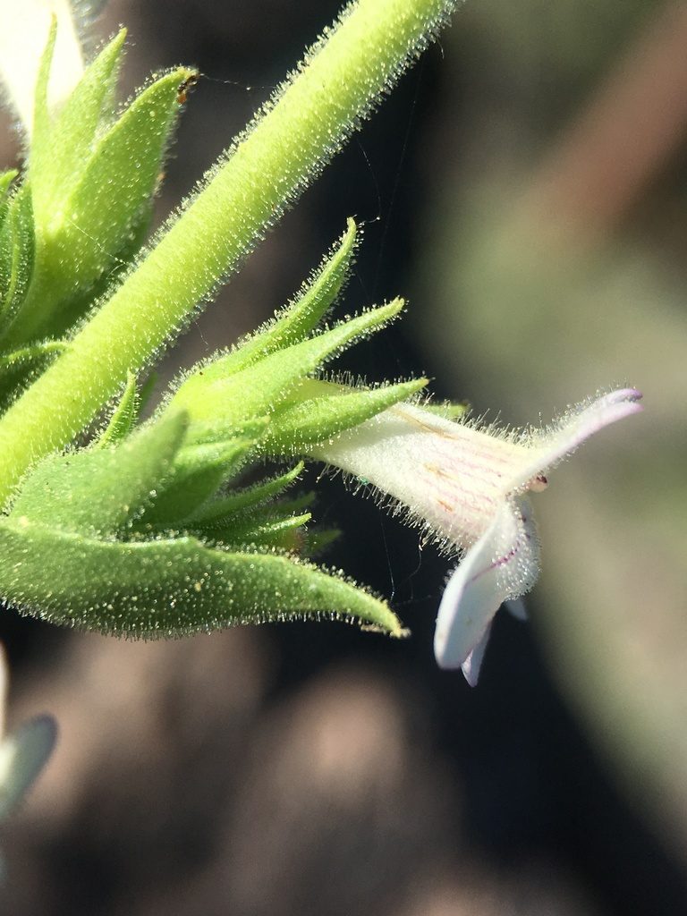 Penstemon sudans, photographed by Matt Berger