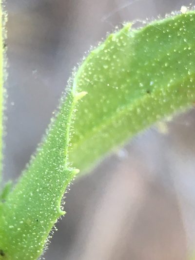 Penstemon sudans, photographed by Matt Berger