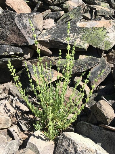 Penstemon sudans, photographed by Matt Berger