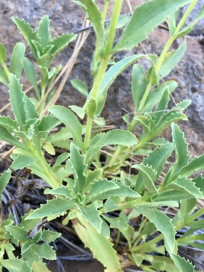 Penstemon sudans, photographed by Matt Berger