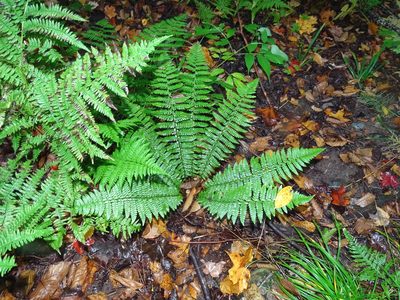 Polystichum braunii, photographed by Reuven Martin
