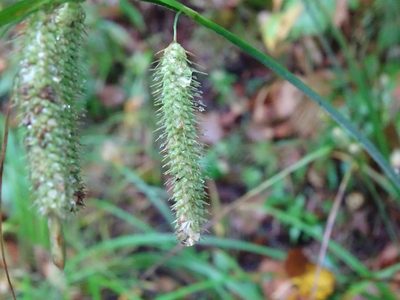Carex gynandra, photographed by Reuven Martin