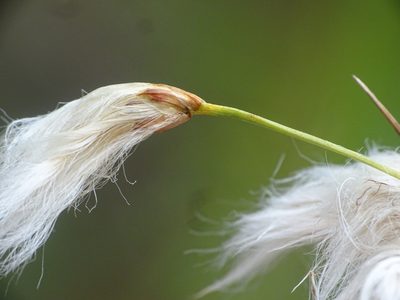 Eriophorum tenellum, photographed by Reuven Martin