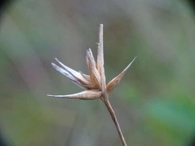 Carex michauxiana, photographed by Reuven Martin