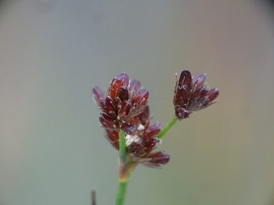 Juncus canadensis, photographed by Reuven Martin