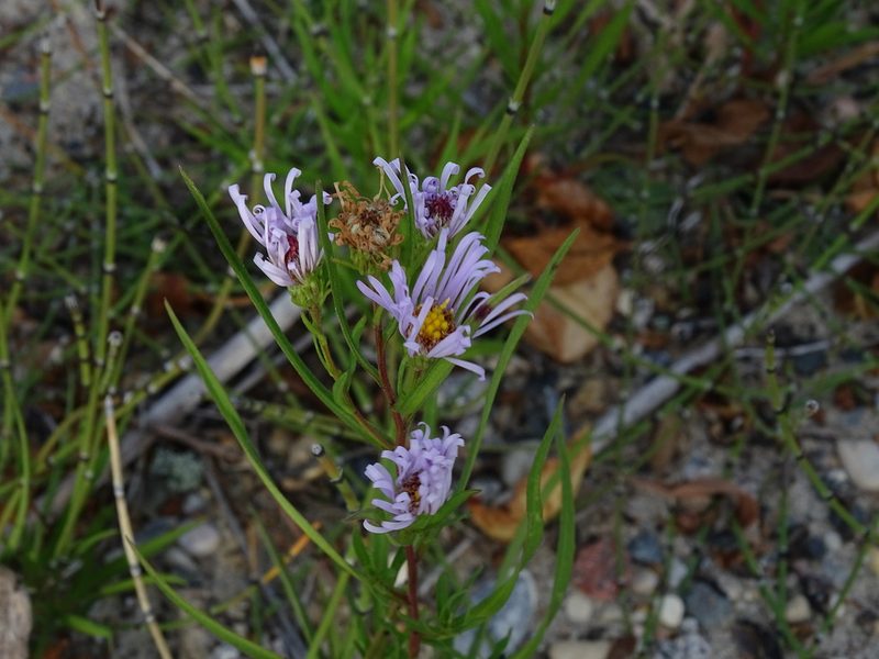 Symphyotrichum robynsianum, photographed by Reuven Martin