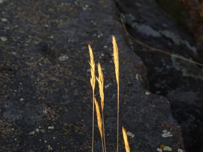 Koeleria spicata, photographed by Reuven Martin