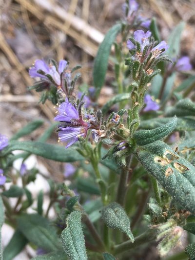 Phacelia quickii, photographed by Matt Berger