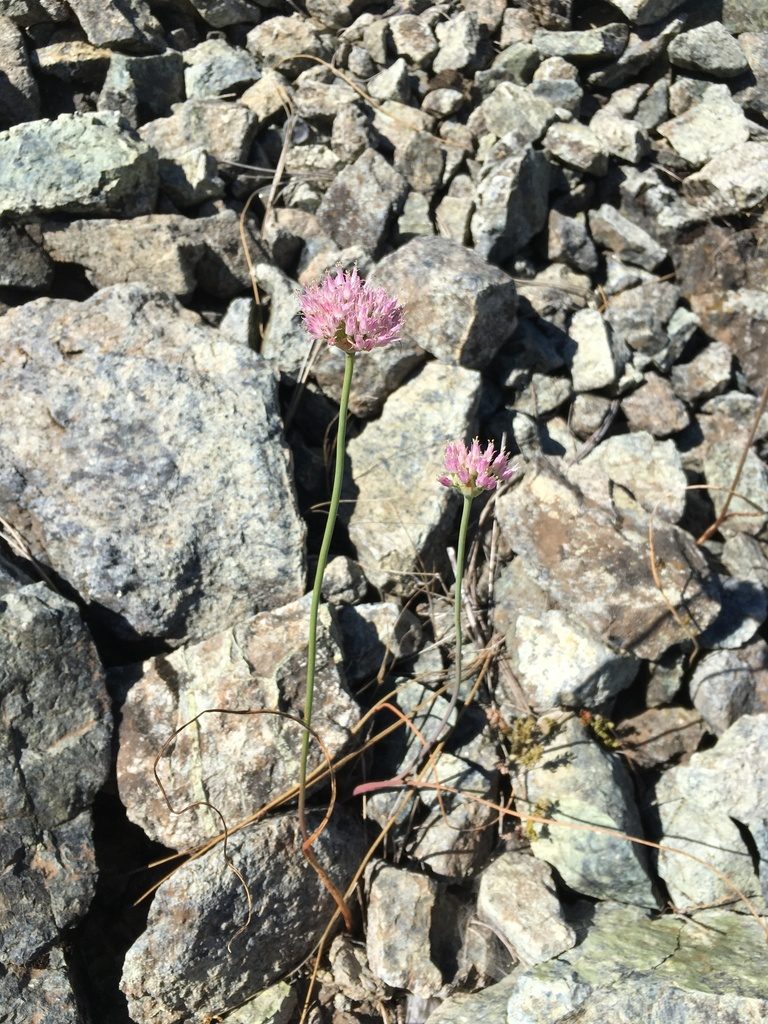 Allium sanbornii, photographed by Matt Berger