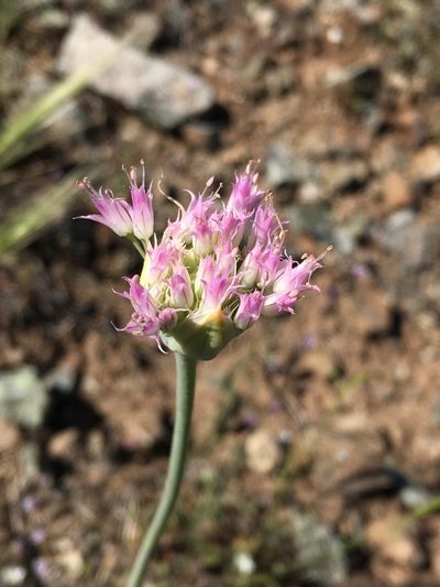 Allium sanbornii, photographed by Matt Berger