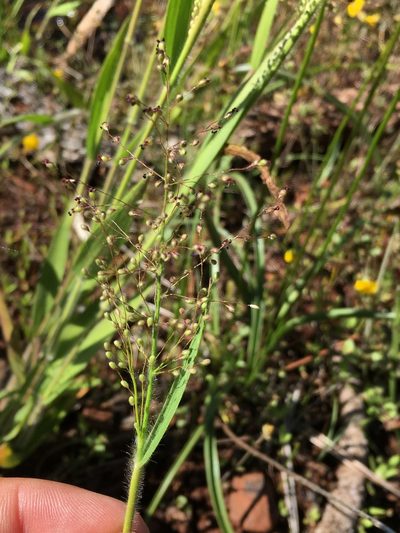 Dichanthelium lanuginosum, photographed by Matt Berger