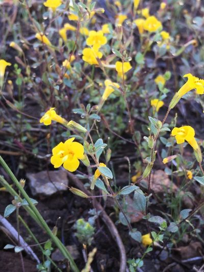 Erythranthe pulsiferae, photographed by Matt Berger