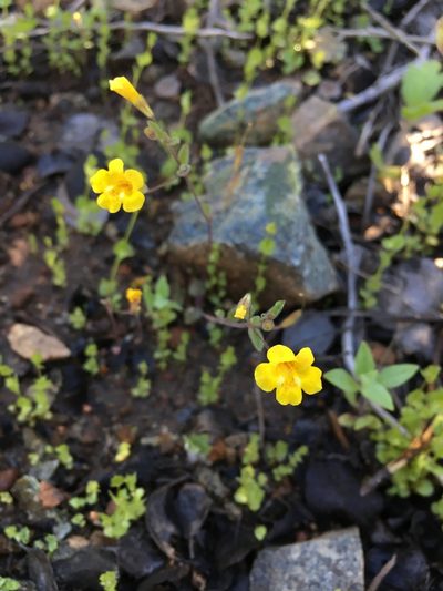 Erythranthe pulsiferae, photographed by Matt Berger