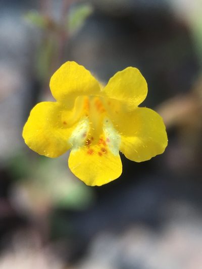 Erythranthe pulsiferae, photographed by Matt Berger