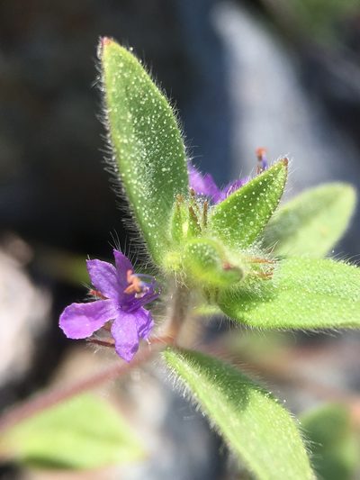 Trichostema oblongum, photographed by Matt Berger