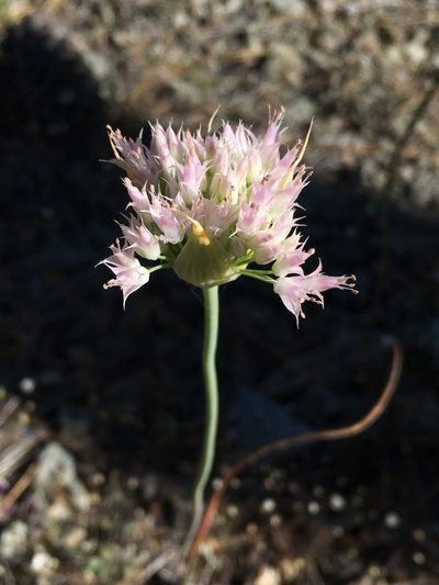 Allium sanbornii, photographed by Matt Berger