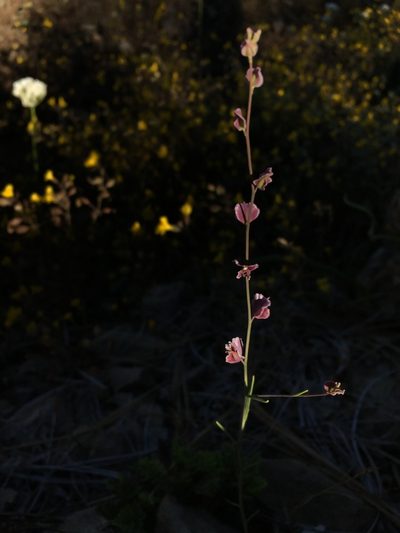 Streptanthus polygaloides, photographed by Matt Berger