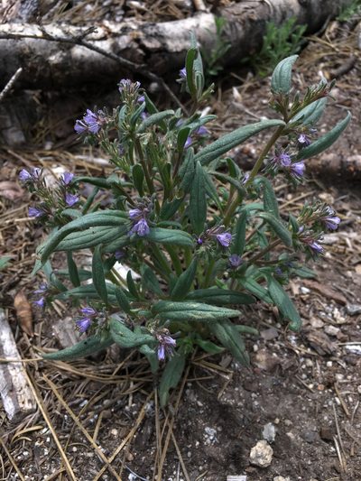Phacelia quickii, photographed by Matt Berger
