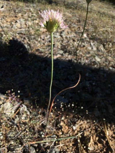 Allium sanbornii, photographed by Matt Berger