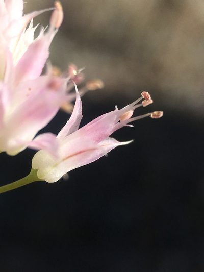 Allium sanbornii, photographed by Matt Berger