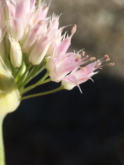 Allium sanbornii, photographed by Matt Berger